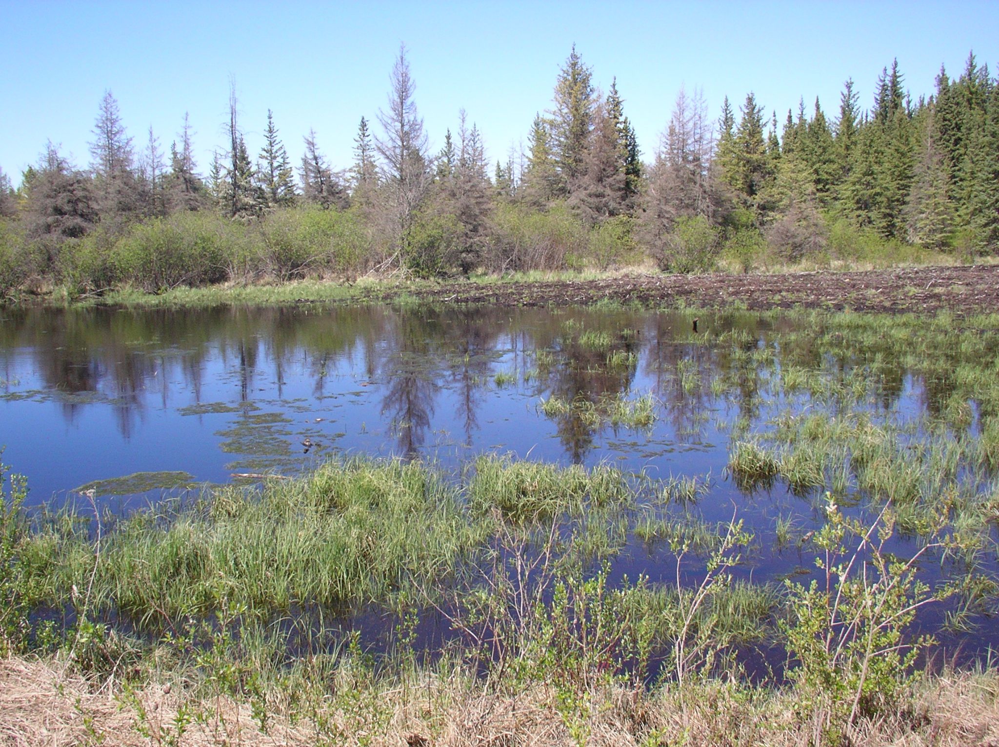 10   Boreal   main breeding pond 2005 05 27